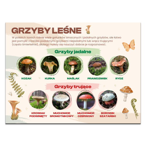 GRZYBY-LESNE.png