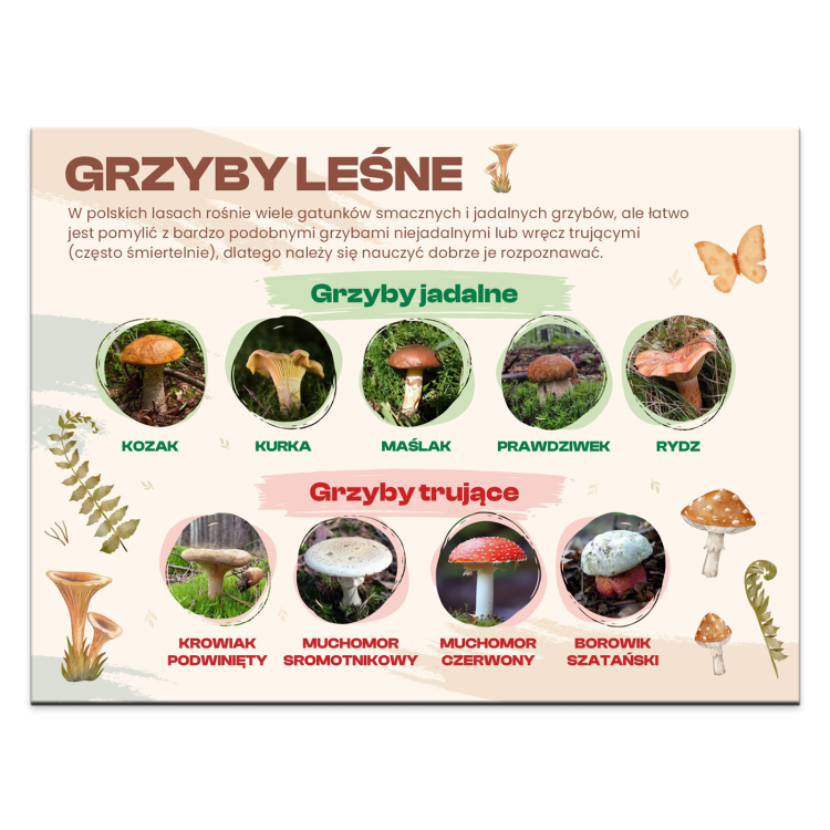 GRZYBY-LESNE.png