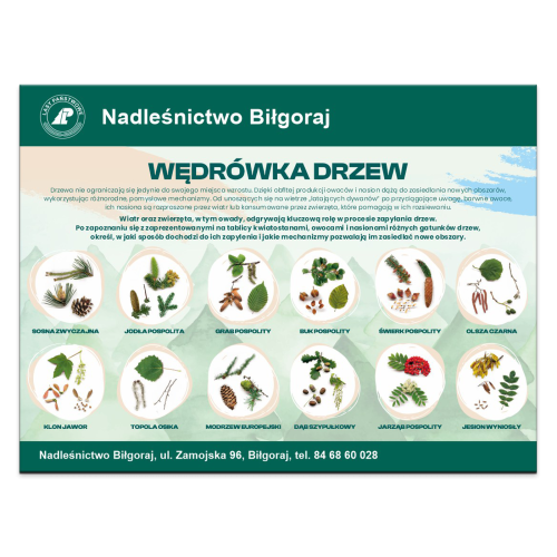 WEDROWKA-DRZEW.png