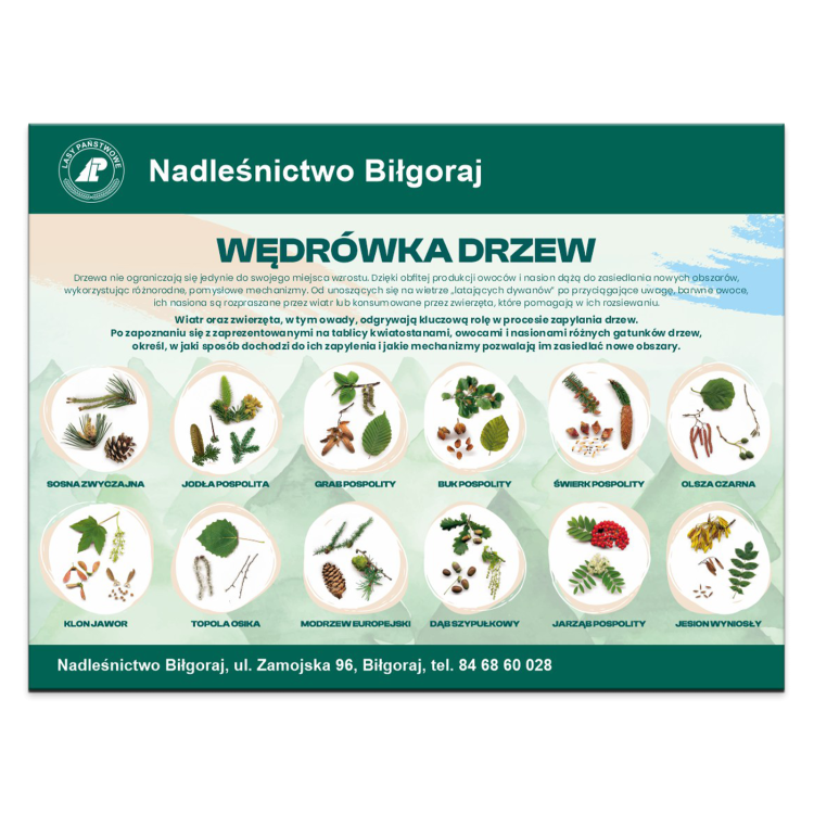 WEDROWKA-DRZEW.png