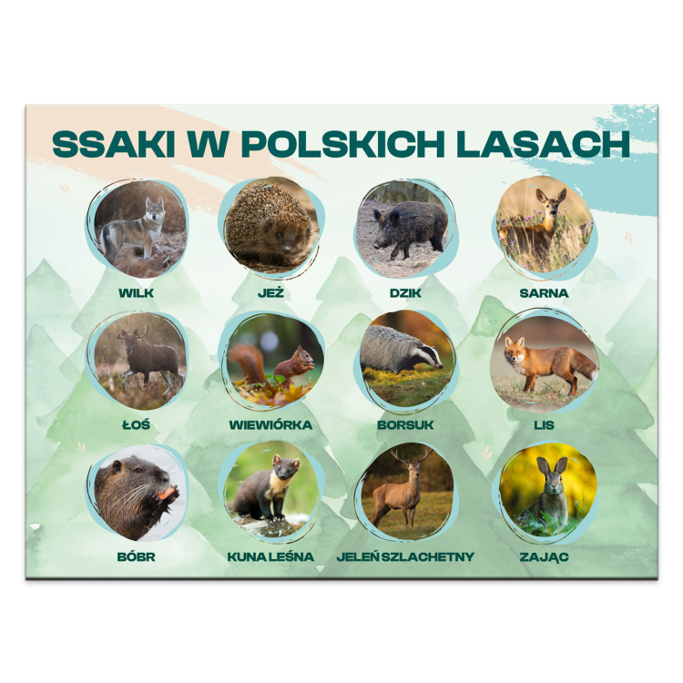 SSAKI-W-POLSKICH-LASACH.png