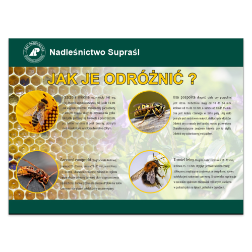 PSZCZOLA-OSA-TRZMIEL-SZERSZEN.png