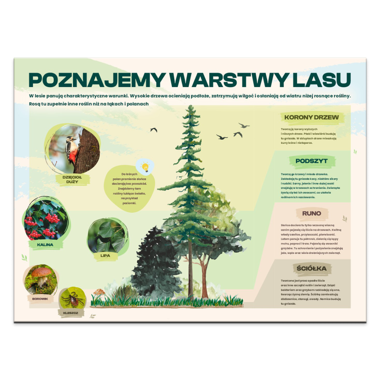 POZNAJEMY-WARSTWY-LASU.png