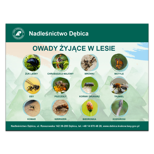 OWADY-ZYJACE-W-LESIE.png