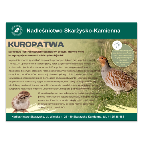 KUROPATWA.png