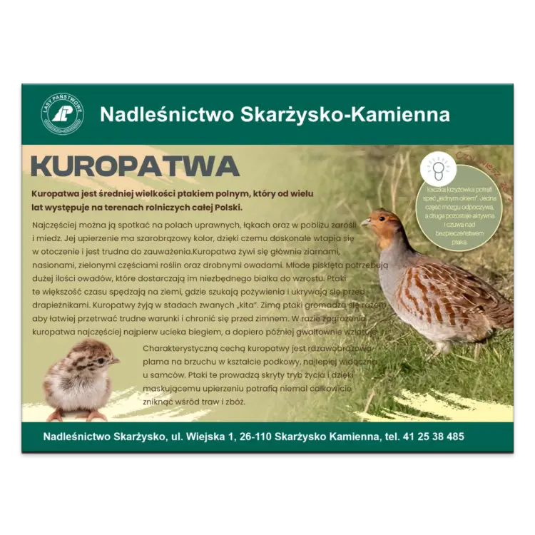 KUROPATWA.png