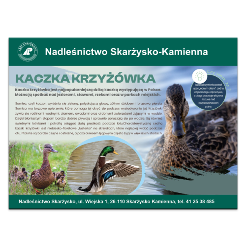 KACZKA KRZYZOWKA.png