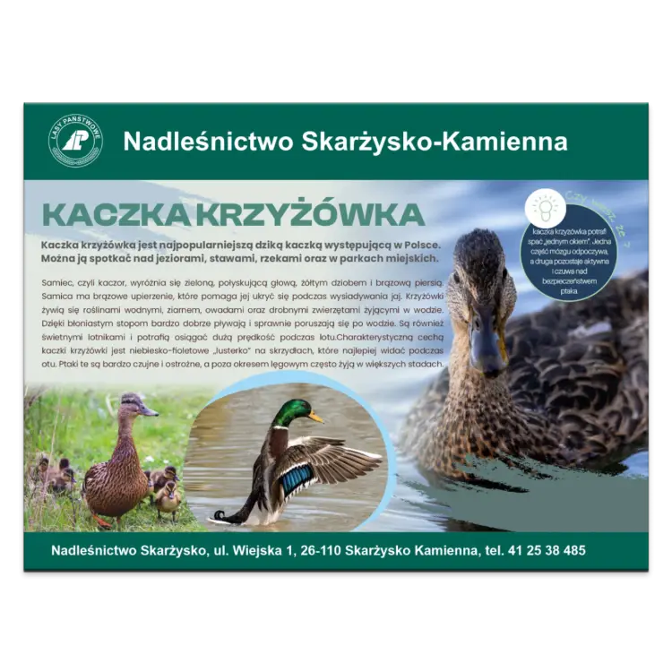 KACZKA KRZYZOWKA.png