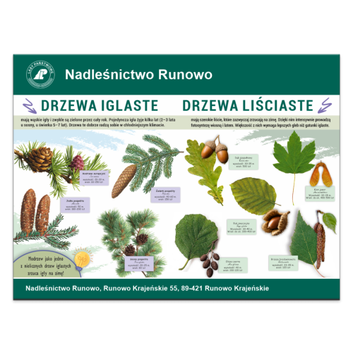 DRZEWA IGLASE DRZEWA LISCIASTE.png