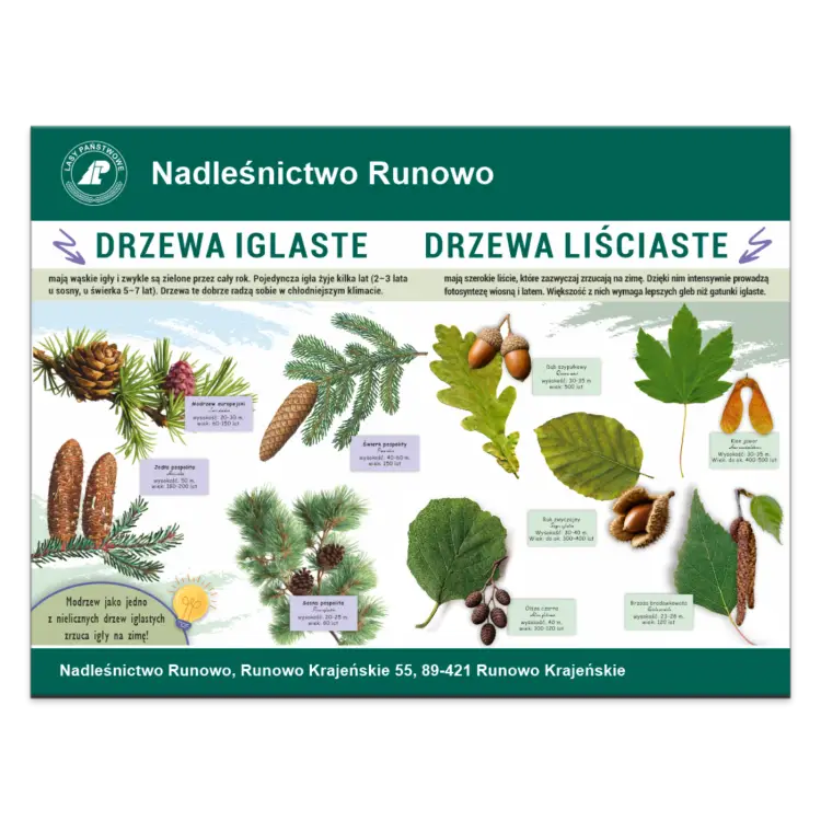 DRZEWA IGLASE DRZEWA LISCIASTE.png