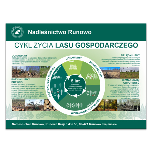 CYKL ZYCIA LASU GOSPODARCZEGO.png
