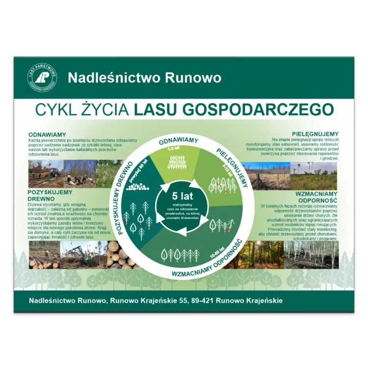 CYKL ZYCIA LASU GOSPODARCZEGO.png