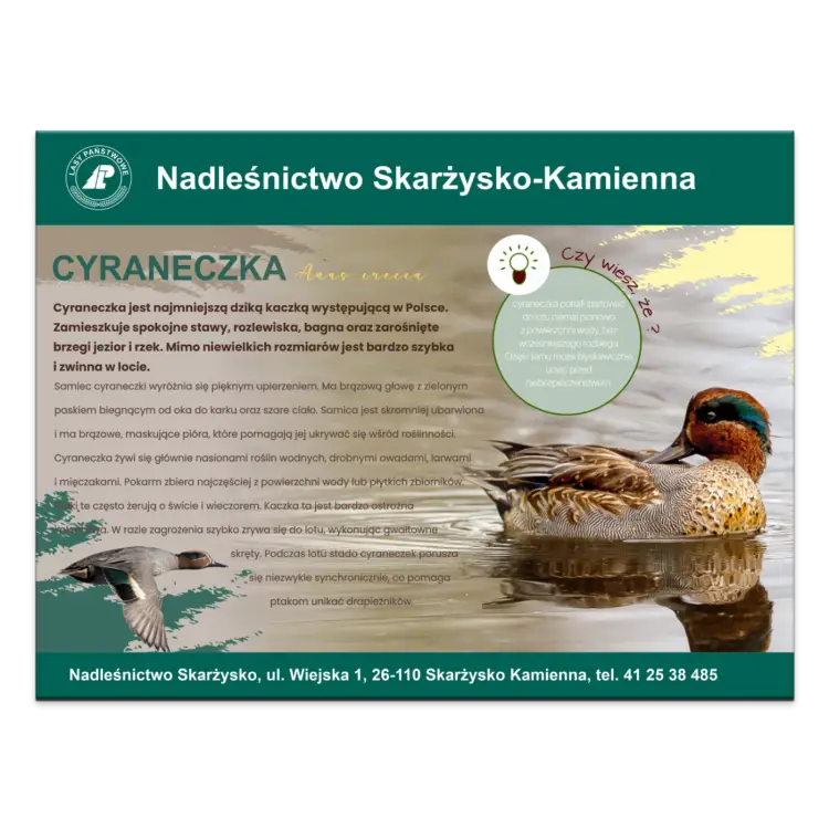 CYRANECZKA.png