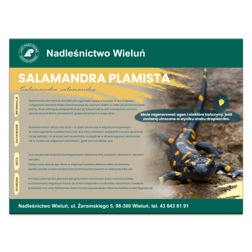 SALAMANDRA PLAMISTA.png