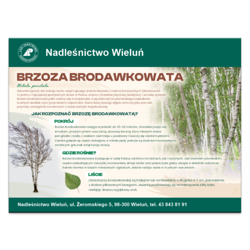 BRZOZA BRODAWKOWATA.png