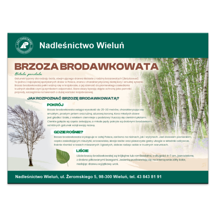 BRZOZA BRODAWKOWATA.png