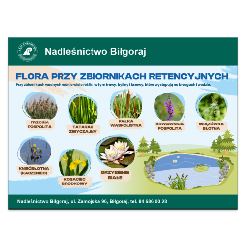 FLORA PRZY ZB RET.png