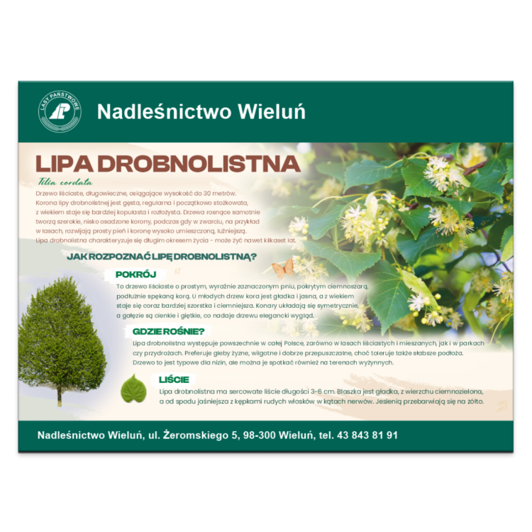 LIPA DROBNOLISTNA.png