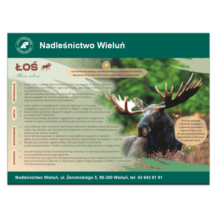 ŁOŚ.png