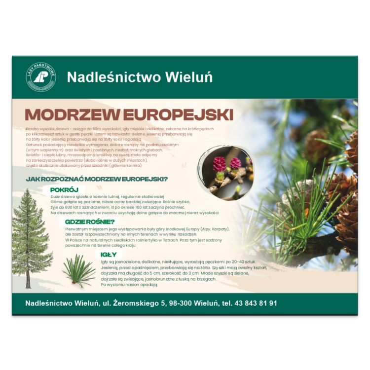 MODRZEW EUROPEJSKI.png